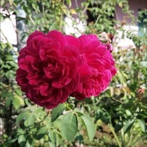 Meet your Posher, Mario